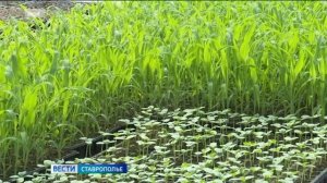 На Ставрополье высаживают рассаду овощных культур