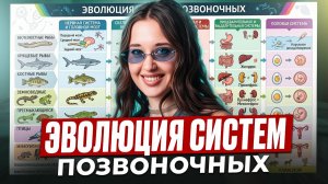 ВСЕ ПРО эволюцию органов позвоночных / Сердечно-сосудистая, дыхательная, мочевыделительная система