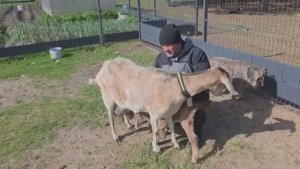 Удивительное соседство показала фотоловушка Подготовка сарая к переезду Чьи дети гуляют в лесу