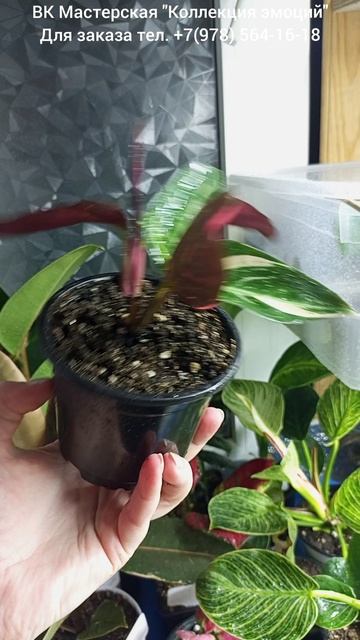 Строманта Триколор (Stromanthe Tricolor)