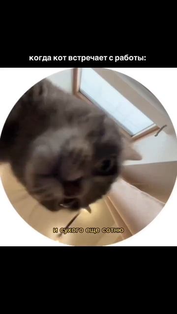 Video_14651283431265