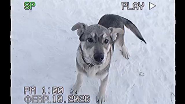 весёлый зимний мемок Mp4.
