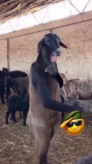 Каратэ Баран 😂