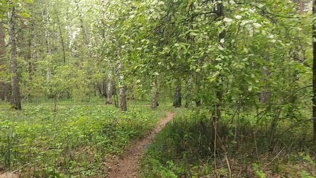 В лесу: запахи леса, с кучей пыльцы, но все нормально. Города-инкубаторы, природа, здоровье человека
