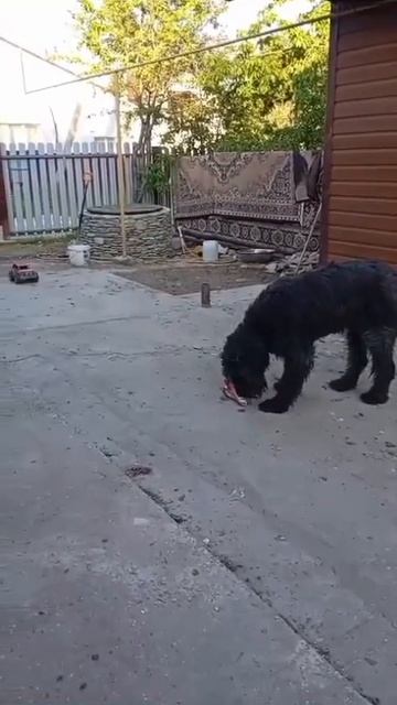 Ризеншнауцер Немо