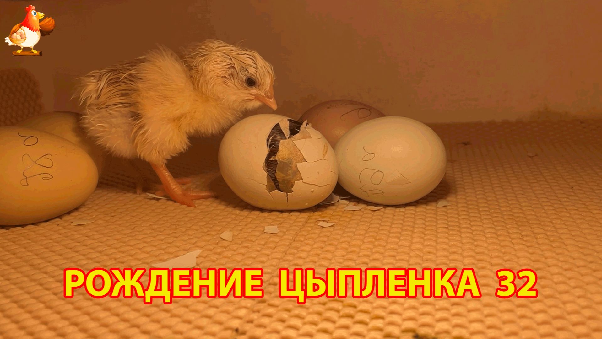 Вылупление цыпленка из яйца в инкубаторе версия 32
