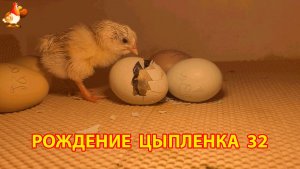 Вылупление цыпленка из яйца в инкубаторе версия 32