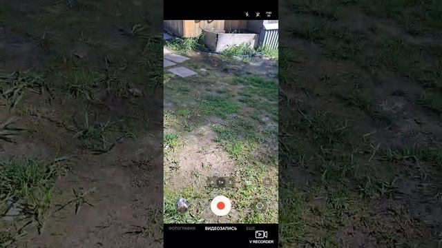 Пёс и макс играют в футбол💪🏻🐶