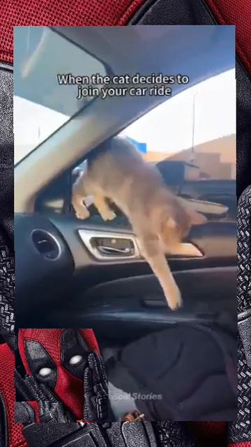 Они поднимут настроение любому 😼🫶😎