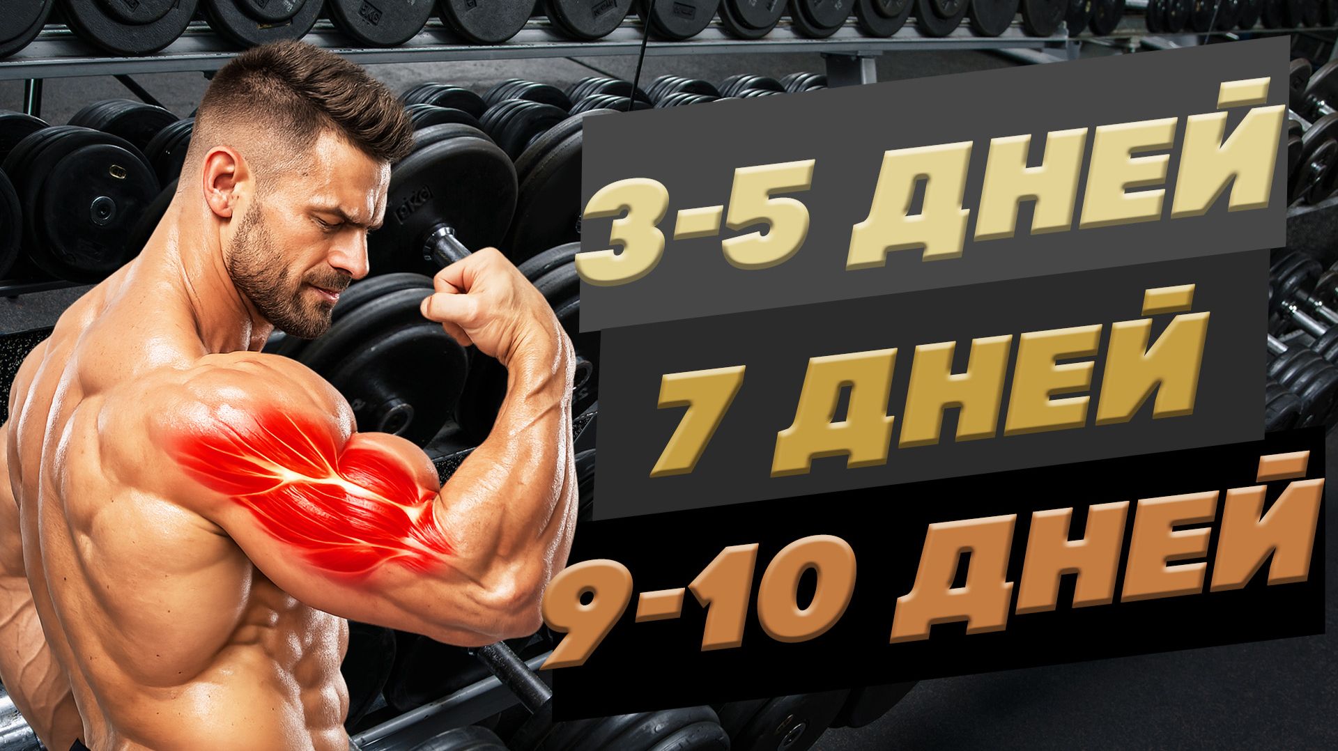 Как часто тренировать каждую группу мышц?