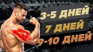 Как часто тренировать каждую группу мышц?