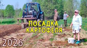 Работа в поле: посадка картофеля под плуг на тракторе Беларус МТЗ‑82