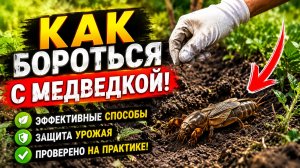 БОРЬБА С МЕДВЕДКОЙ. ОЧЕНЬ НАДЁЖНЫЙ СПОСОБ ПОБЕДИТЬ МЕДВЕДКУ!!!