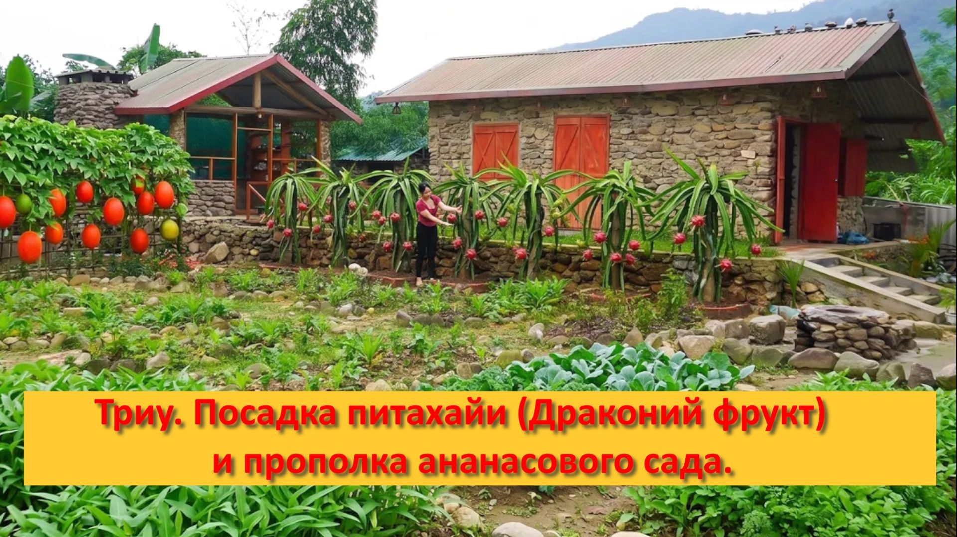 Триу. Посадка питахайи (Драконий фрукт) и прополка ананасового сада.
