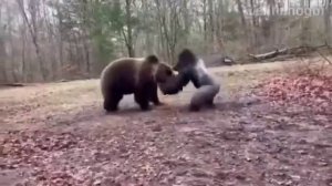 Жестокая битва в лесу. Горилла сталкивается с медведем гризли.