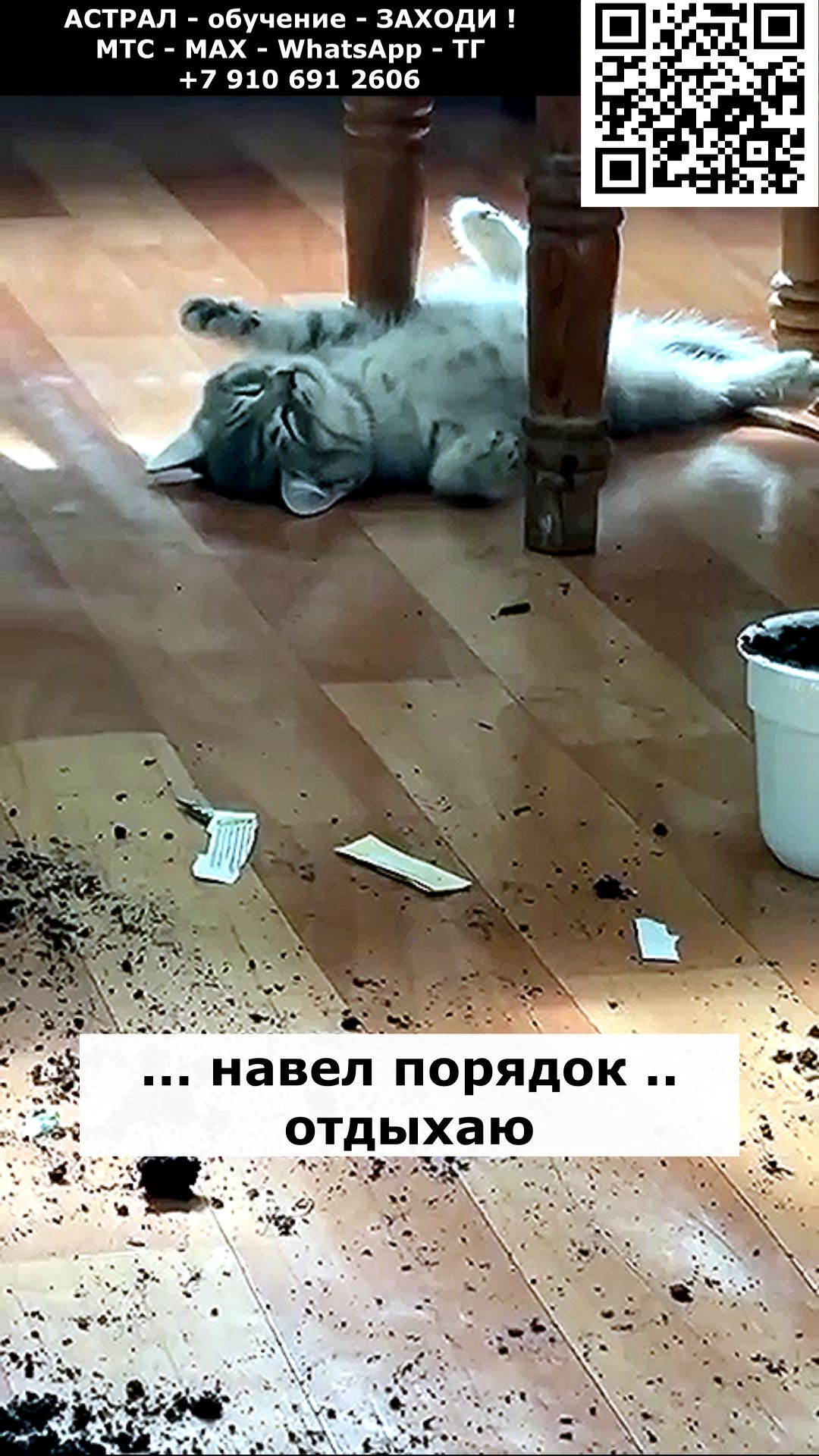 Навел порядок. Астральные котики.#котик #нежность #юмор #прикол #шутка #позитив #настроение #отдых