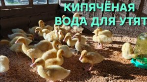 Сколько дней поить утят кипяченной водой и чем их кормить