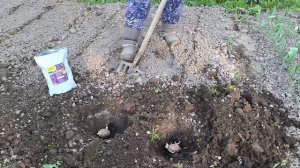 Картофеля не будет, Если этого не сделать.