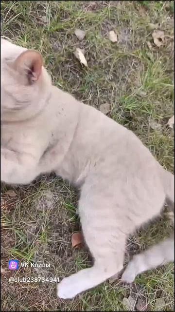 Кот Пыжик