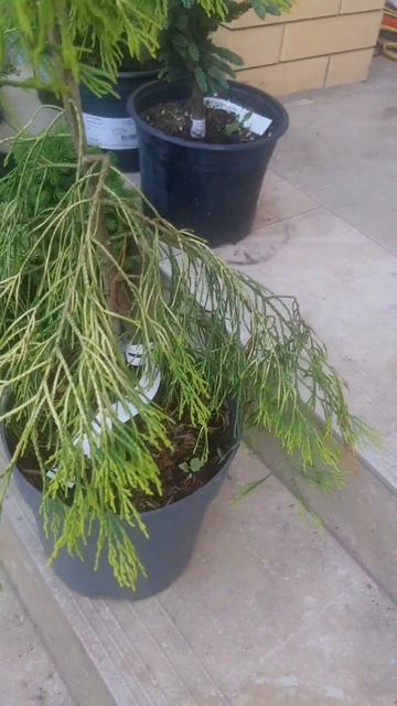 ❤🌲Кипарисовик Лавсона Караджа 
✔Продажа растений в макс и телеграм канале: Https://t.me/love_is_hvoi