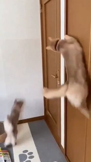 Радостные котики😜