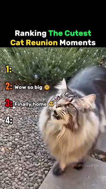 Ranking The Cutest Cat Reunion Moments #cat