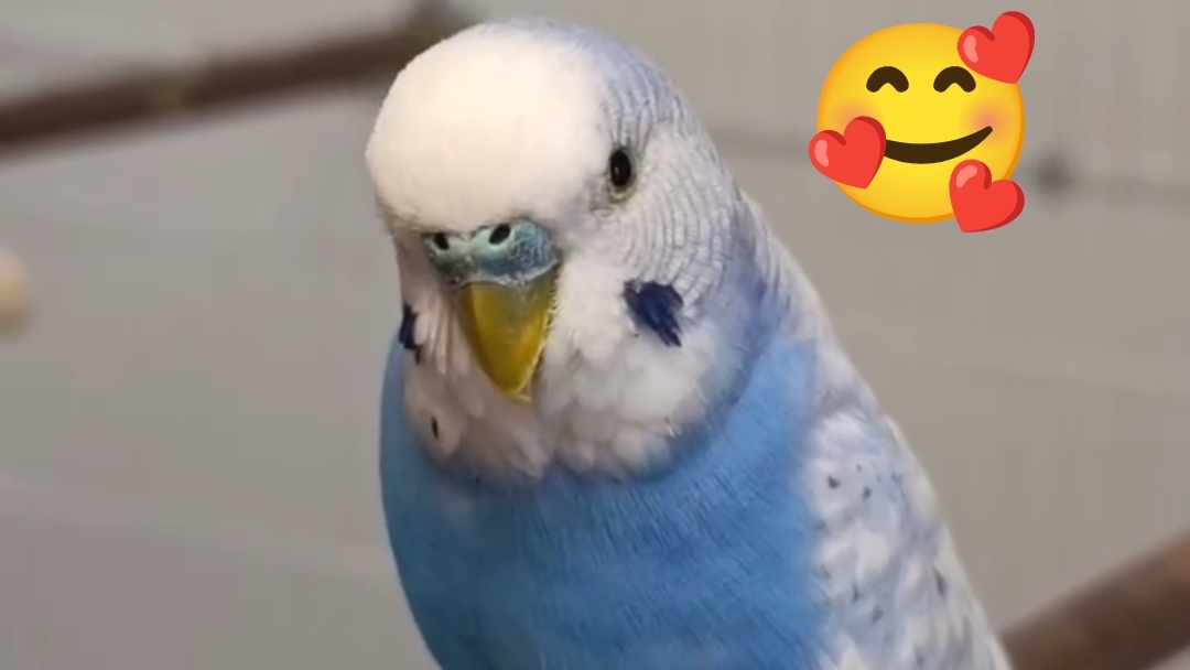 Я тебя тюптю 💋🦜 #ангелочеккеша #shorts #попугай