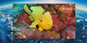 Ходячая рыба, нанесшая самый быстрый удар на Земле
