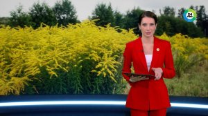 Изящное растение или вредоносный сорняк. Чем опасен золотарник канадский?
