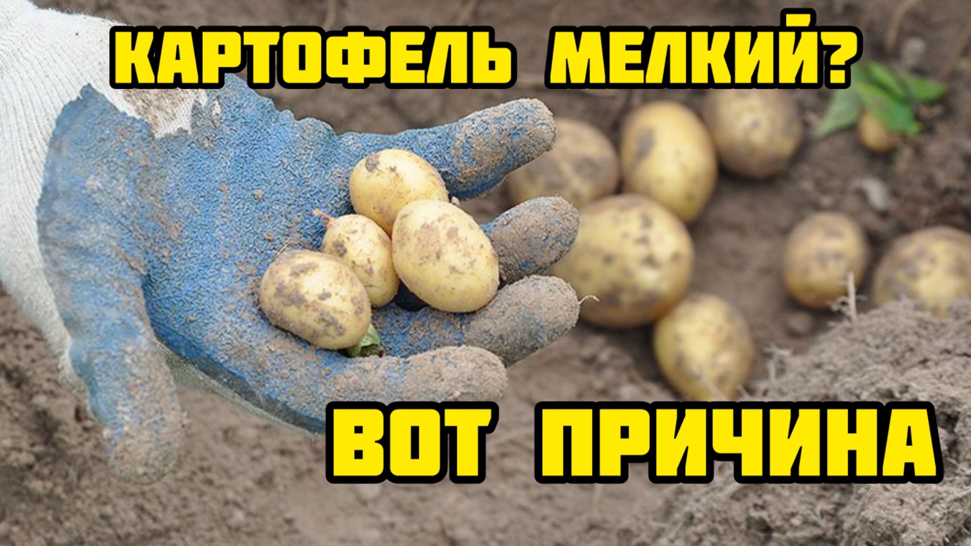 Эту схему скрывали 30 лет! Вся правда про картофель.
