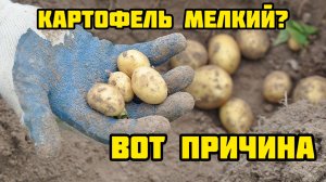 Эту схему скрывали 30 лет! Вся правда про картофель.