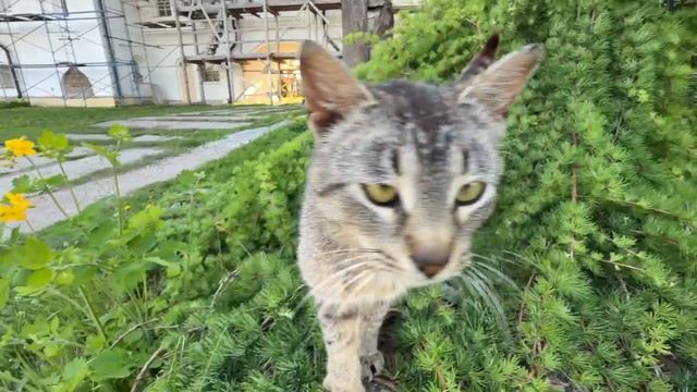 Монастырский кот