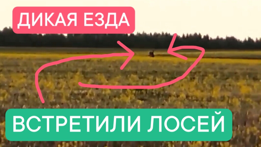 ПАЦАНЫ ВСТРЕТИЛИ ЛОСЕЙ | ДВА СТУНТЕРА смотреть онлайн