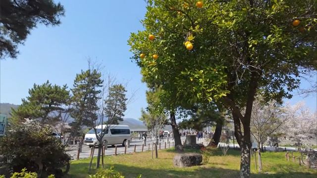 Лимонное дерево 🍋