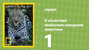 В объективе: необычное поведение животных 1 серия (документальный сериал, 2007)