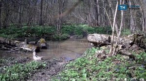 На границе с Тульской областью фотоловушка запечетлела редкую сову
