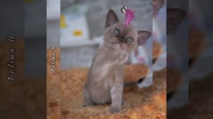 Шоколадный бурманский котёнок Polina II. Помёт «Р8»