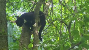 Коты-верхолазы. Climbing cats