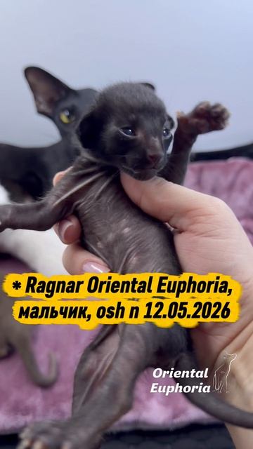 Помет R