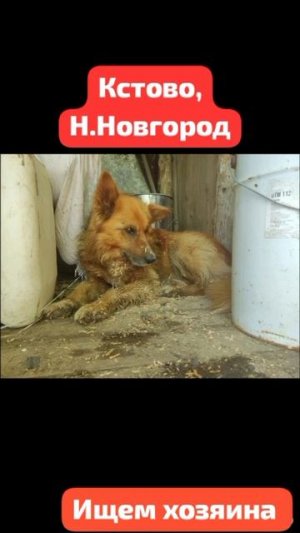 🆘🆘🆘СРОЧНО!! ИЩЕМ ХОЗЯИНА! 
Разыскивается хозяин этой собаки!
Кстово, Нижегородская област🆘🆘🆘