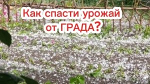 Как спасти урожай от града.