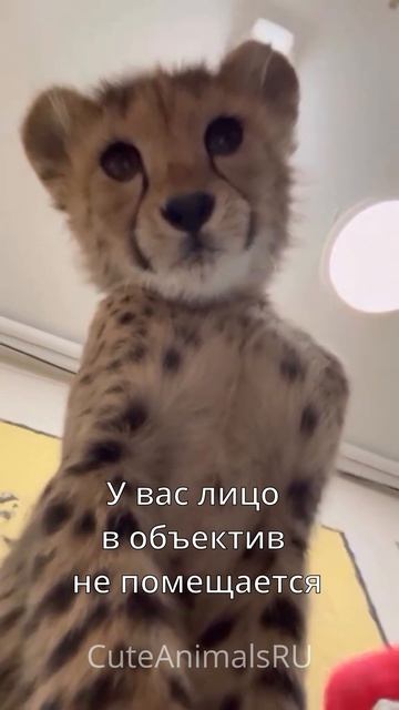 Котики🥰🥰
