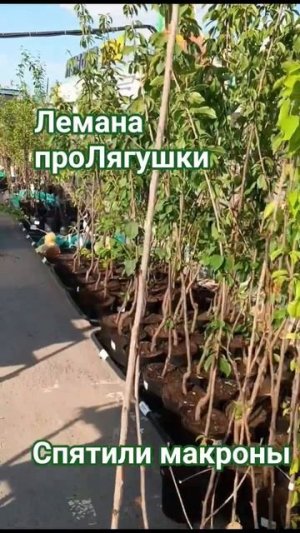 Сумасшедшие цены