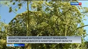 Искусственный интеллект начнут применять в борьбе с борщевиком