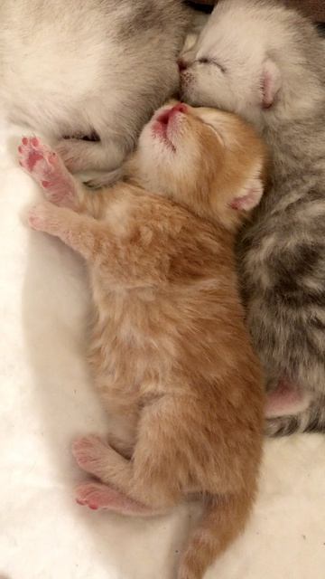 Котятам 7 дней.