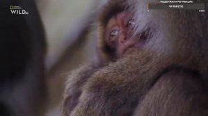 Nat Geo Wild.