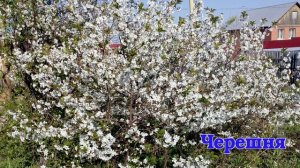 Весеннее настроение