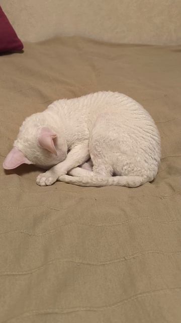Кошка Мона спит