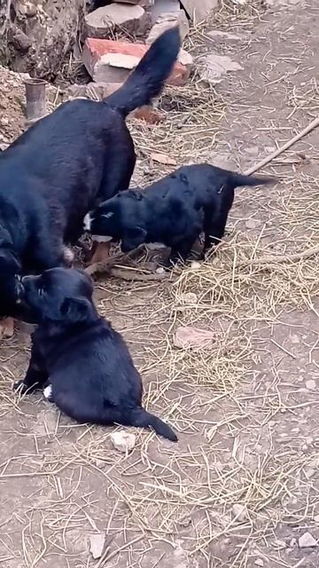Хочу жрать!!! 🐶кач после 50...#Порвалплечобрусьядосвидания.mp4