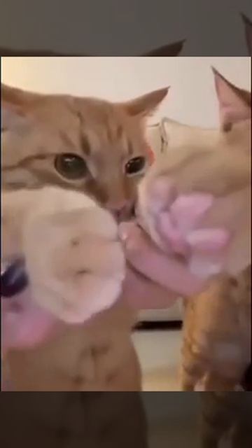 Котики